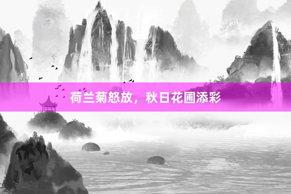 荷兰菊怒放，秋日花圃添彩